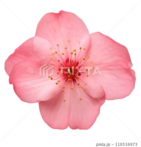 桜の花　イラスト 110516973