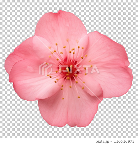 桜の花　イラスト 110516973