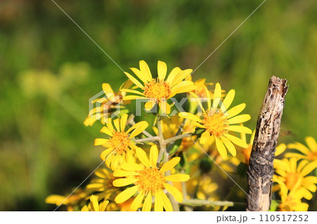 黄色いツワブキの花 110517252