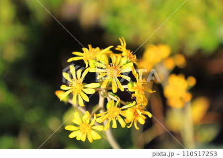黄色いツワブキの花 黄色いツワブキの花 110517253