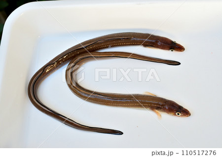 波崎新港で釣ったアナゴ 110517276