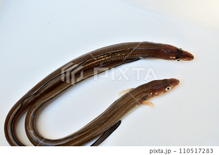 波崎新港で釣ったアナゴ 110517283