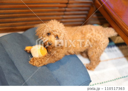 家で遊ぶ犬 家で遊ぶ犬 110517363