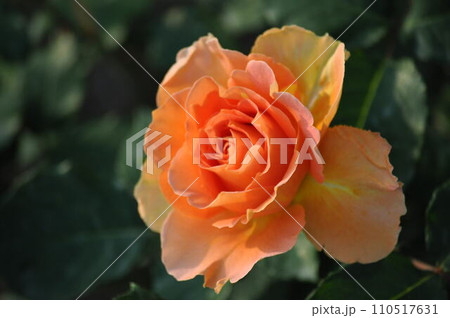 美しいバラの花 110517631