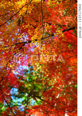 大矢田神社もみじ谷 110517668