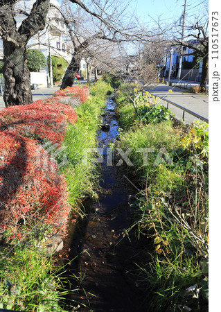 北沢川緑道 世田谷区 北沢川緑道 世田谷区 110517673