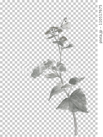手繪單調插畫的油菜花和白菜蝴蝶在春田裡盛開水彩畫白色背景透明背景 110517675