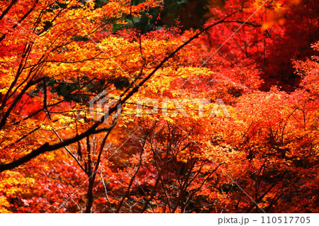 大矢田神社もみじ谷 110517705