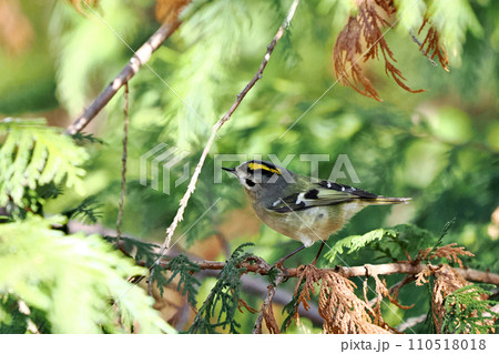 キクイタダキ 110518018