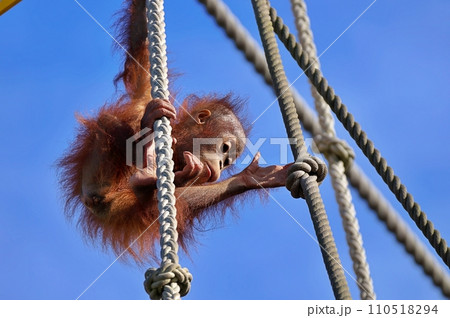 旭山動物園オランウータン館　ボルネオオランウータンの赤ちゃん 110518294