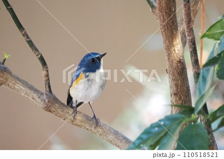 青い鳥‗ルリビタキ雄 青い鳥‗ルリビタキ雄 110518521
