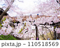 満開の桜と桜雲橋　高遠 110518569