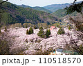 高遠城址公園の満開の桜 110518570