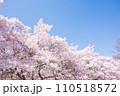 青空に映える満開の桜　高遠城址公園 110518572