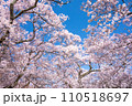 満開になった桜　高遠城址公園 110518697