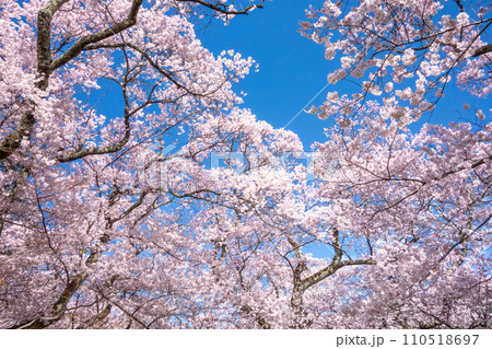 満開になった桜　高遠城址公園 110518697