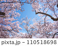 青空に映える満開の桜　高遠城址公園 110518698