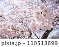 見上げた桜　高遠城址公園 110518699