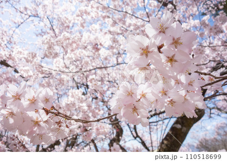 見上げた桜　高遠城址公園 110518699