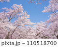 青空に映える満開の桜　高遠城址公園 110518700