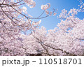 満開の桜と青い空　高遠城址公園 110518701