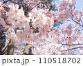 春の青空に映える満開の桜　高遠城址公園 110518702