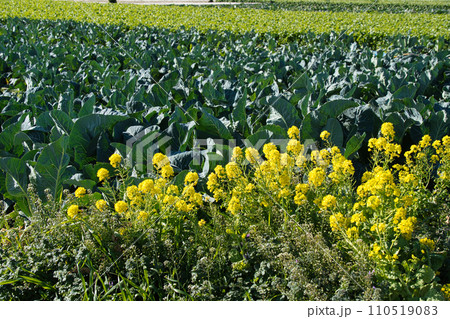 神奈川県三浦の野菜畑 神奈川県三浦の野菜畑 110519083