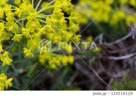 左上に黄色いマツバトウダイの花/トウダイグサ科 左上に黄色いマツバトウダイの花/トウダイグサ科 110519129