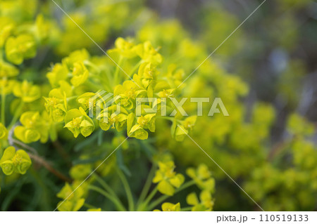黄色いマツバトウダイの花をアップ／トウダイグサ科 110519133