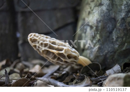 アミガサタケ／落ち葉の下から出たキノコ／アミガサタケ科 110519137