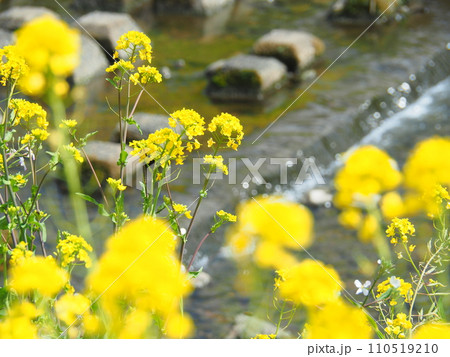 川辺に咲く菜の花 110519210
