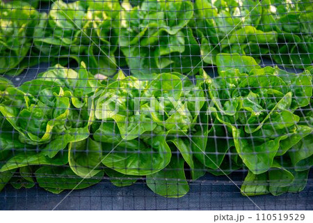 Closeup green leaf lettuce under netting in organic garden 110519529
