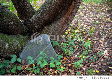 A tree grows over Victorian abandoned cemetery grave stone Daughter 110519553