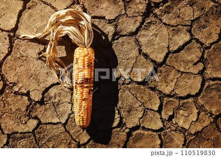Food Security, World Food Crisis Concept. Environmental Impact. Global Issues in Agricultural Food Production. Dry and Wilted Corn on Cracked Soil, Desertification, Water, Pollution, Energy and Food Security, World Food Crisis Concept. Environmental Impact. Global Issues in Agricultural Food Production. Dry and Wilted Corn on Cracked Soil, Desertification, Water, Pollution, Energy and 110519830