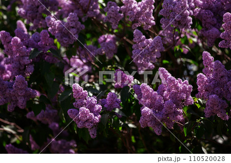 Branches of abundantly blooming lilacs in spring. 110520028