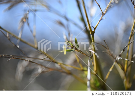 珍しい竹（真竹）の花 110520172