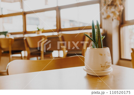 plant in pot decoration on table 110520175