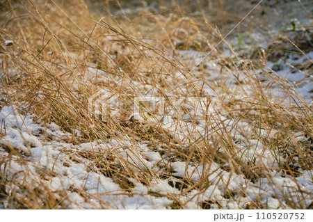 Dry grass in a snowy field, advertising campaign concept banner or product mockup for winter health care in dry climate 110520752