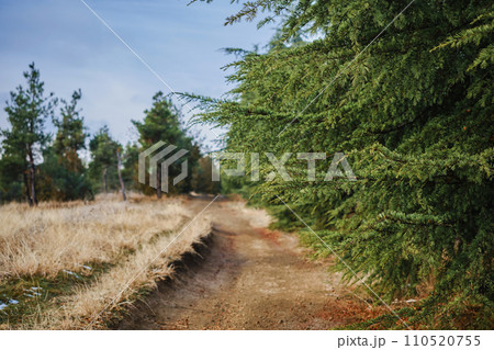 A road in a coniferous forest, a walk in nature on a day off, hiking in the mountains, an idea for advertising sports shoes or a mockup for a product A road in a coniferous forest, a walk in nature on a day off, hiking in the mountains, an idea for advertising sports shoes or a mockup for a product 110520755
