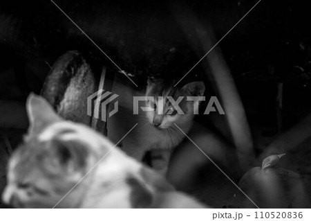 自由気ままな猫たち~隠れ家~ 自由気ままな猫たち~隠れ家~ 110520836