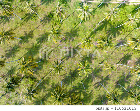 Row of palm tree plantation garden on mountain in phang nga thailand, Aerial view drone high angle view coconut palm trees plantation Row of palm tree plantation garden on mountain in phang nga thailand, Aerial view drone high angle view coconut palm trees plantation 110521015
