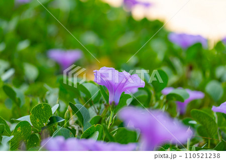 Summer flower background ,Beautiful purple flower ,Ipomoea flowers on the beach in phuket Thailand 110521238