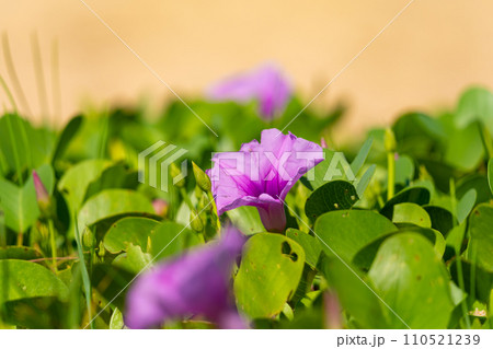 Summer flower background ,Beautiful purple flower ,Ipomoea flowers on the beach in phuket Thailand Summer flower background ,Beautiful purple flower ,Ipomoea flowers on the beach in phuket Thailand 110521239
