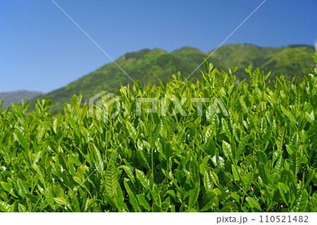 《新茶畑・水沢》伊勢茶・かぶせ茶 110521482