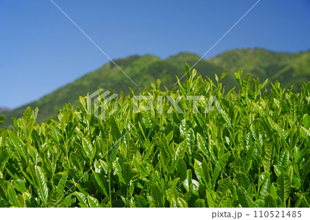 《新茶畑・水沢》伊勢茶・かぶせ茶 《新茶畑・水沢》伊勢茶・かぶせ茶 110521485