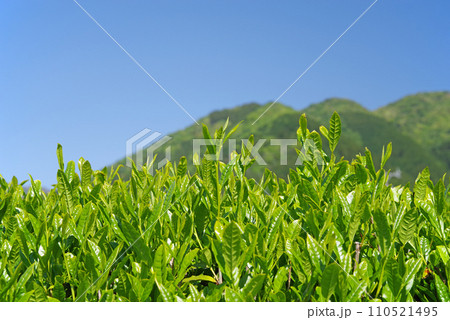 《新茶畑・水沢》伊勢茶・かぶせ茶 《新茶畑・水沢》伊勢茶・かぶせ茶 110521495