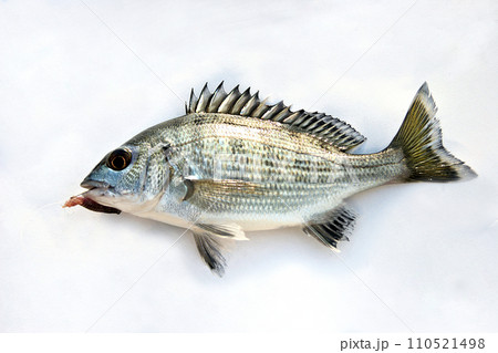 ハゼを釣っていたら、黒鯛の幼魚チンチンが掛かった 110521498