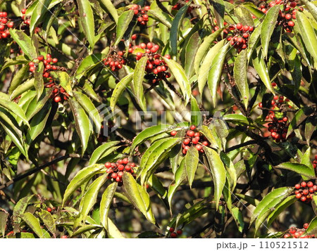 ナナミノキの実 110521512