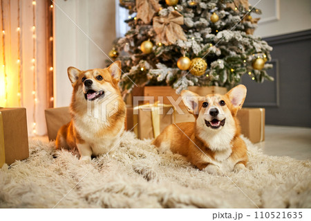 Two adorable welsh corgi dogs sitting on soft carpet and looking up near decorated Christmas tree 110521635