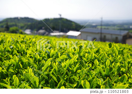 《新茶畑・水沢》伊勢茶 110521803